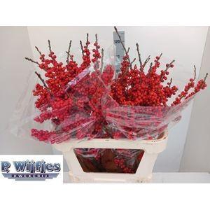 <h4>ILEX VE RODE BES</h4>