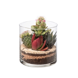 COMPOSITION IN GLASS CYLINDER Ø 12 H12 BOX 13X13 CM (CACTUS EN SUCCULENTEN)