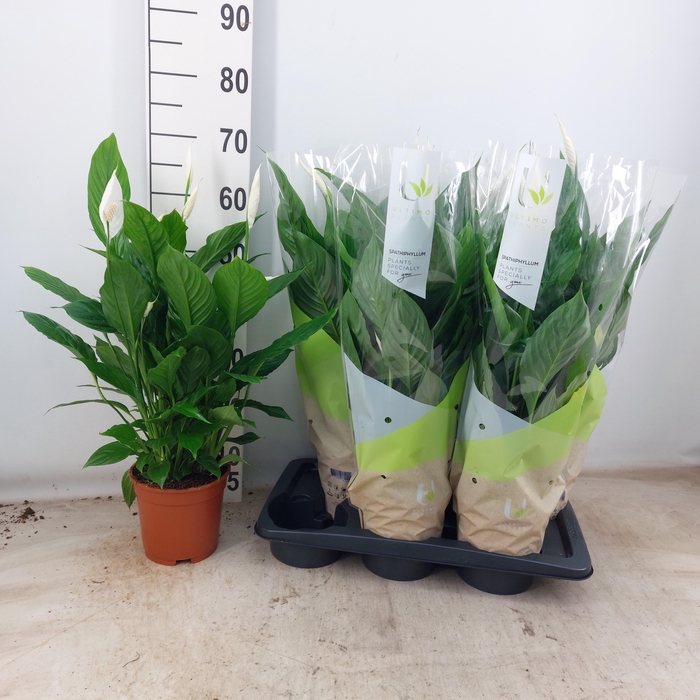 <h4>SPATH VIVALDI</h4>