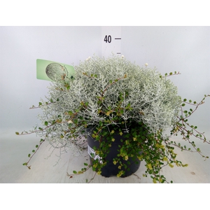 Leucophyta  'Silvercalos' [Calocep]