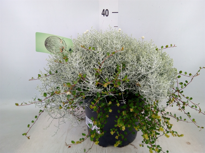 <h4>Leucophyta  'Silvercalos' [Calocep]</h4>