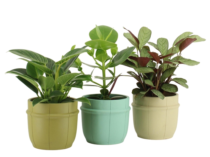 <h4>7501473: Solutionss Consideration</h4>