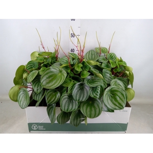 Peperomia argyreia