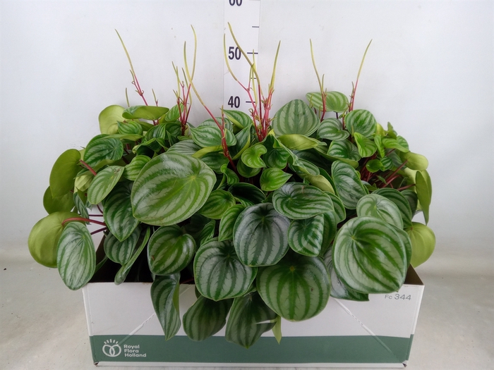 <h4>Peperomia argyreia</h4>