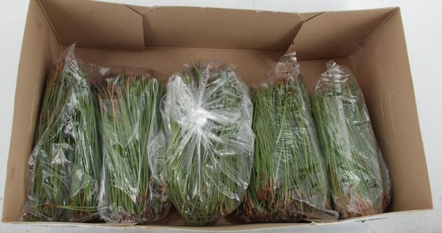 <h4>PINUS PINASTER NEEDLE 500GR</h4>