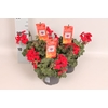 Pelargonium Calliope landscape Fire