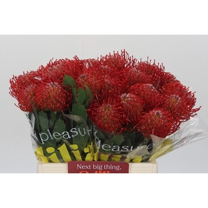 LEUCO AYOBA RED