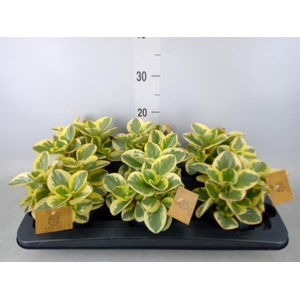 Peperomia obt. 'Obtipan Bicolor'