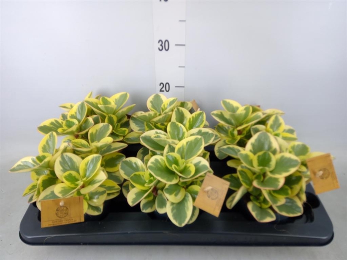<h4>Peperomia obt. 'Obtipan Bicolor'</h4>