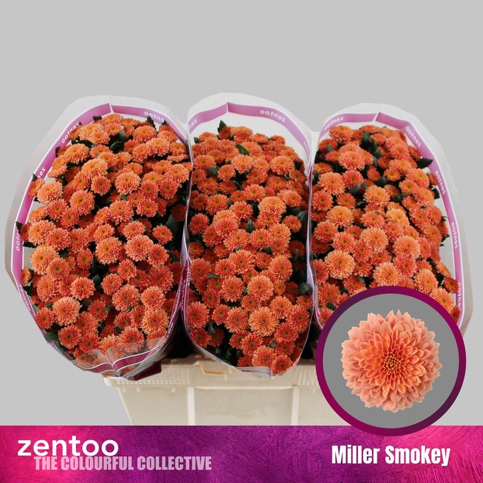 <h4>CHRYSANTHEMUM SA 'MILLER SMOKEY'</h4>