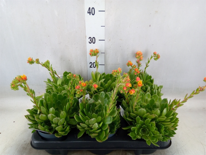 <h4>Echeveria setosa</h4>