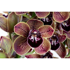 LOS ANGELES 50cm x 12