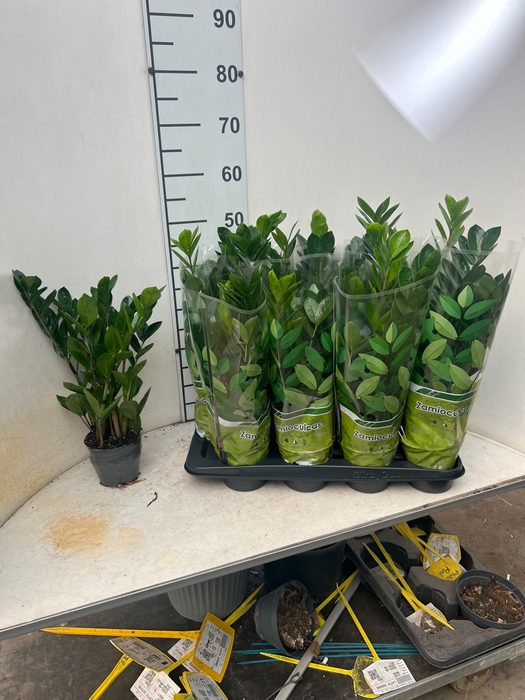 <h4>ZAMIO ZAMIIFOLIA</h4>