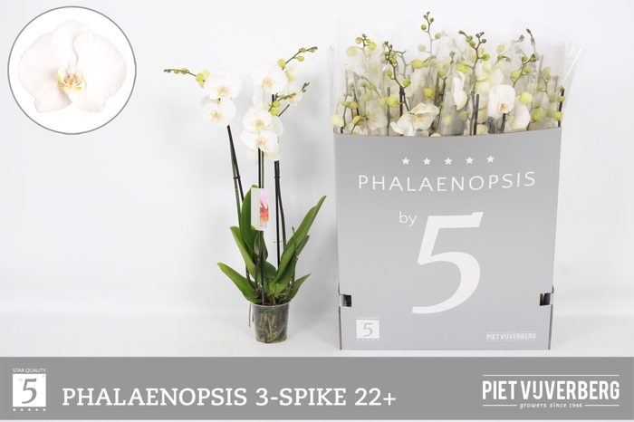 <h4>PHAL OV WIT</h4>