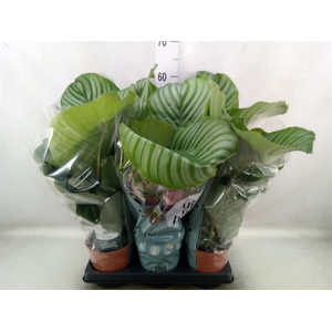 Calathea orbifolia