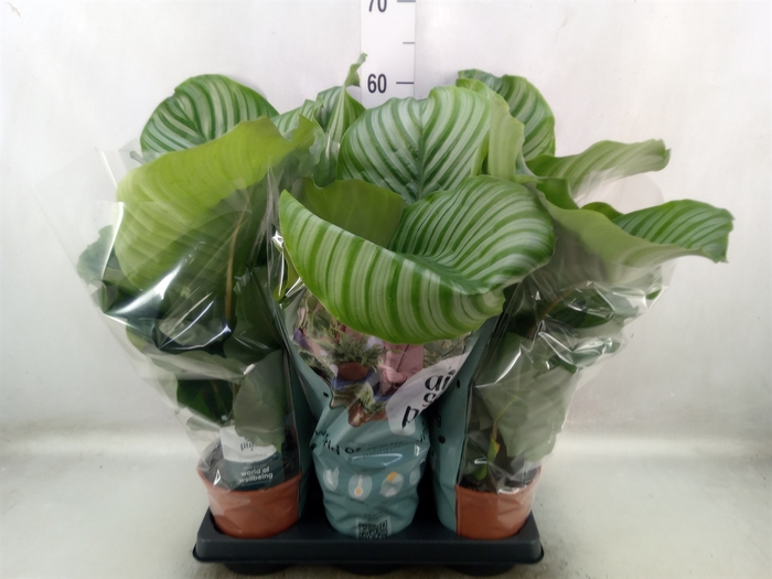 Calathea orbifolia