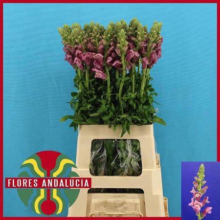 <h4>Antir Poto Lavend</h4>