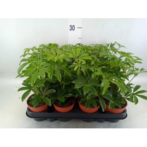 Schefflera arbor. 'Luseana'