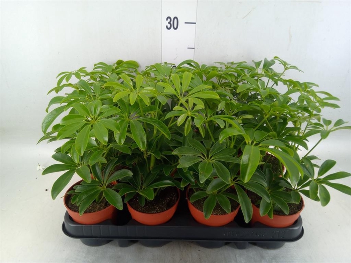 <h4>Schefflera arbor. 'Luseana'</h4>