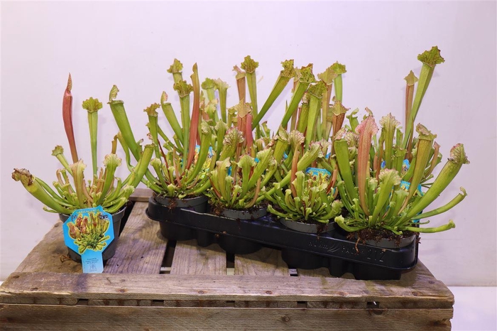 <h4>arr8 Sarracenia Ov</h4>