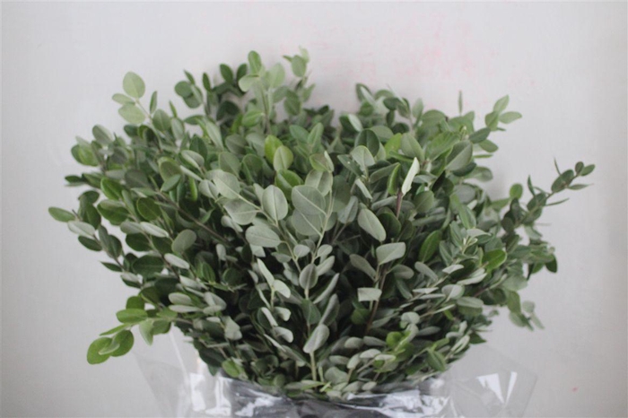 <h4>Pittosp Ralphi Leaves 400gr P Bunch</h4>