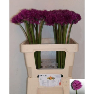 Allium 'Purple Sensation'