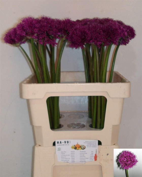 <h4>Allium 'Purple Sensation'</h4>