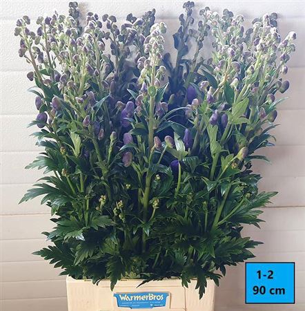 <h4>Aconitum Car Arendsii</h4>