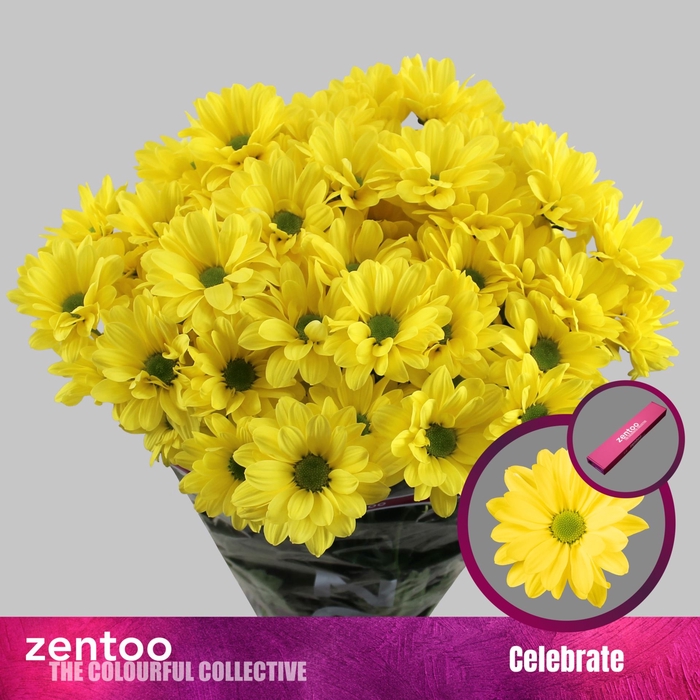 <h4>Chrysanthemum TR 'Celebrate'</h4>