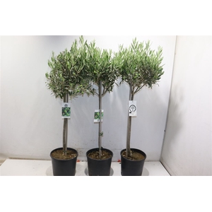 Olea Europaea