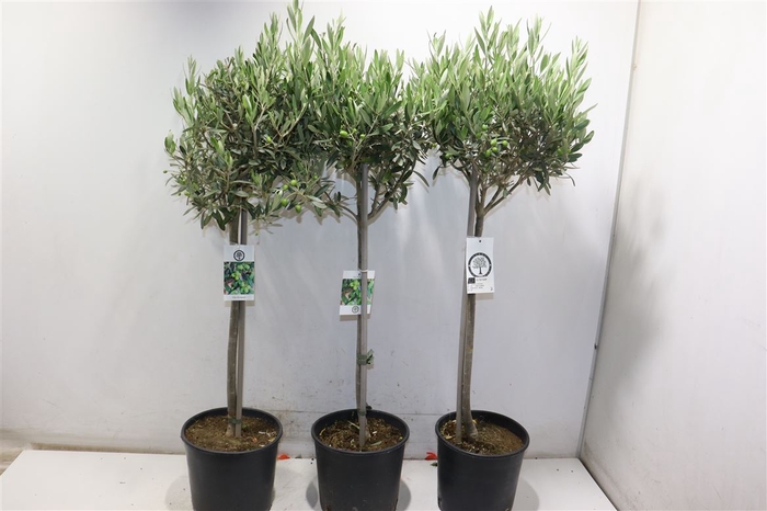 <h4>Olea Europaea</h4>