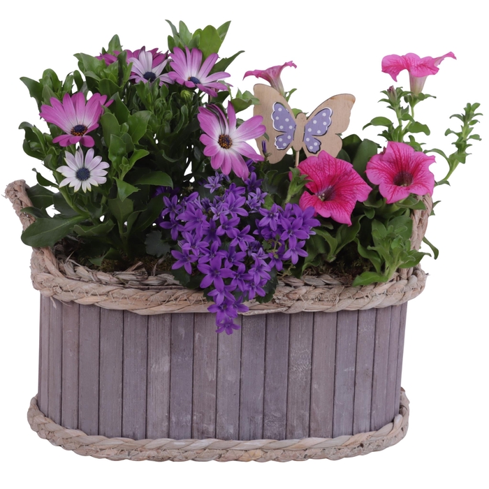 <h4>Spring Flower Arr. Outdoor Wooden Pot Waterhyacinth Rim Ø29cm3PP</h4>