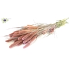 Setaria per bunch Frosted Pink