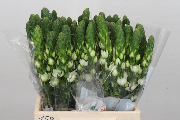 <h4>Ornithogalum thyrsoides Milky Way</h4>