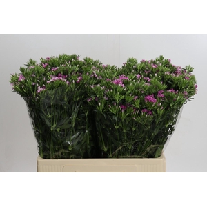 Dianthus Br Amazon Rose Magic