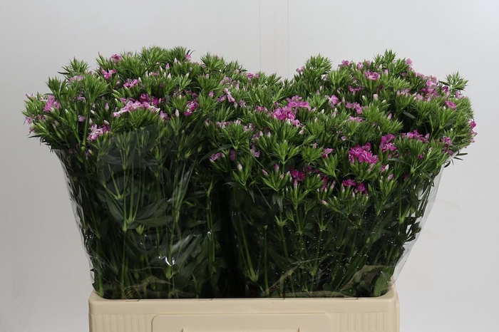 <h4>Dianthus Br Amazon Rose Magic</h4>