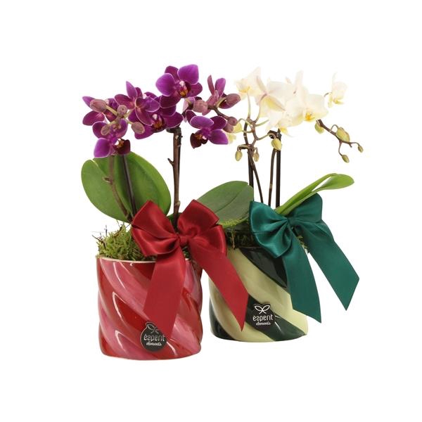 <h4>61775: X-mas arrangement</h4>