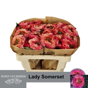 R GR LADY SOMERSET