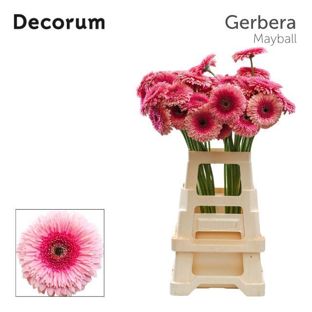 <h4>Gerbera Pomponi May Ball Water x40 Lang</h4>