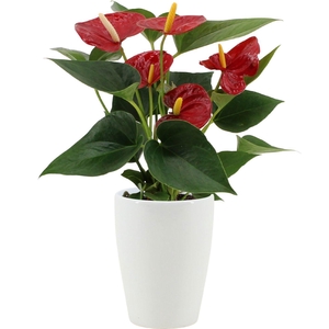 Anthurium Diamond Red in Julia ceramics