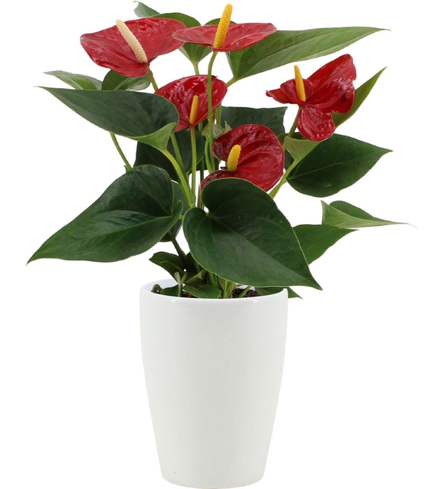 <h4>Anthurium Diamond Red in Julia ceramics</h4>