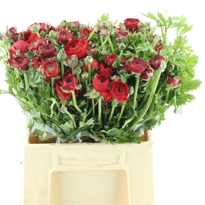 <h4>Ran El Red Extra</h4>