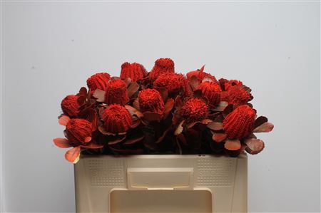 <h4>Banksia Coccinea Red</h4>