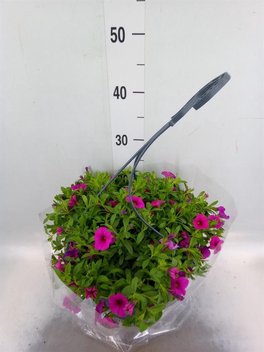 <h4>Hanging baskets</h4>