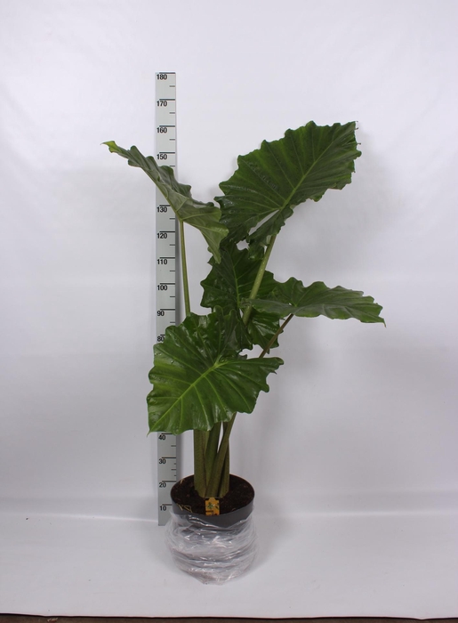 <h4>ALOC PORTODORA</h4>