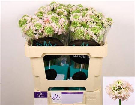 Scabiosa Focal Scoop Vanilla
