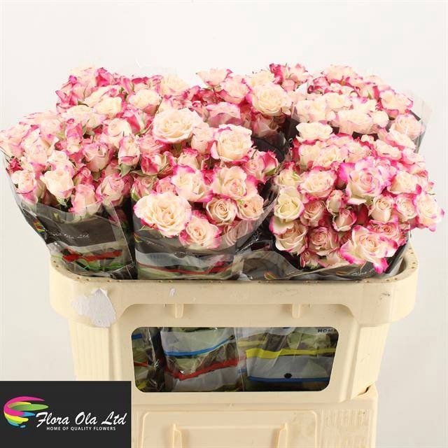 <h4>R Tr Reflex Flora Ola</h4>