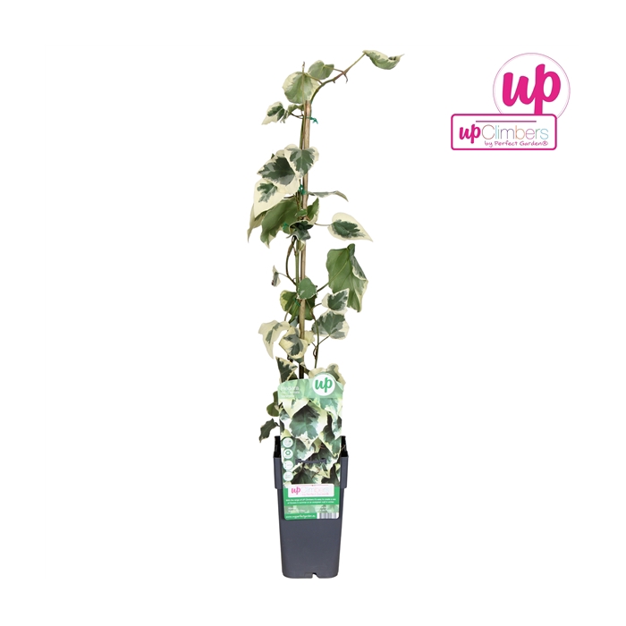 <h4>Hedera colchica Dentata Variegata P15</h4>