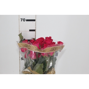 ROSA HOT LADY 060 CM ESTUFA