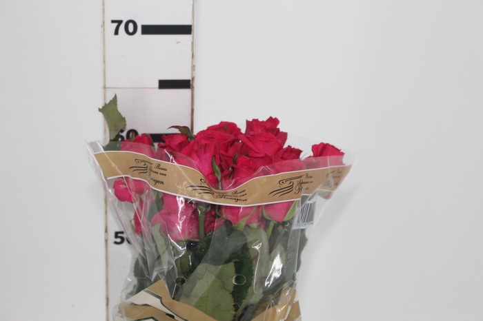 <h4>ROSA HOT LADY 060 CM ESTUFA</h4>
